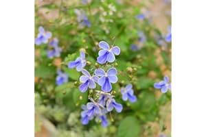 Flower Seeds, (Clerodendrum-ugandense) houseplants Balcony Garden Seeds Bonsai Flower Seeds Exotic Perennial Flowering Plants