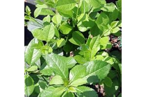 HIRT'S GARDENS Mr. Poppins® Winterberry Holly-Ilex- Broadleaf Evergreen - 4" Pot