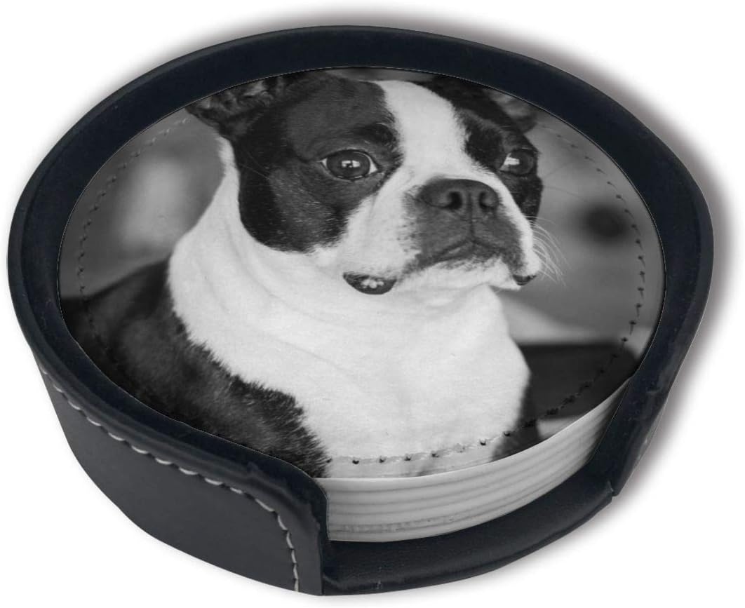 funny dog coasters