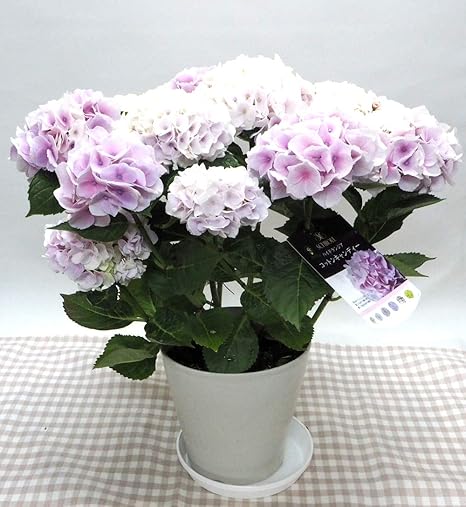 Amazon 花想久里 はなおくり 紫陽花 あじさい ピンク 5寸 生 父の日 コットンキャンディ という品種 優しいぴんく色 の ハイドランジア クリームホワイトの花色からベビーピンク ローズピンクへと変化し渋みのあるグリーン 秋色 になるまで長く楽しめる フラワー