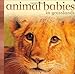 Animal Babies in Grasslands