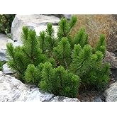 Dwarf Mugo Pine - Pinus mugo 'Mughus' 2 - Year Live Plant