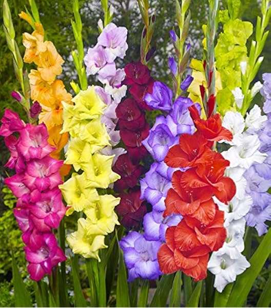 Download Amazon Com Made And Shipped In Usa 20 Fresh New Giant Flowering Mixed Colors Gladiolus Bulbs Plants Flowers Flowering Perennials Sword Lily Gladioli Seedsbulbsplants More Garden Outdoor
