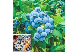 520+ Blueberry Seeds for Planting, Non-GMO, Sweet and Juicy, Home Garden
