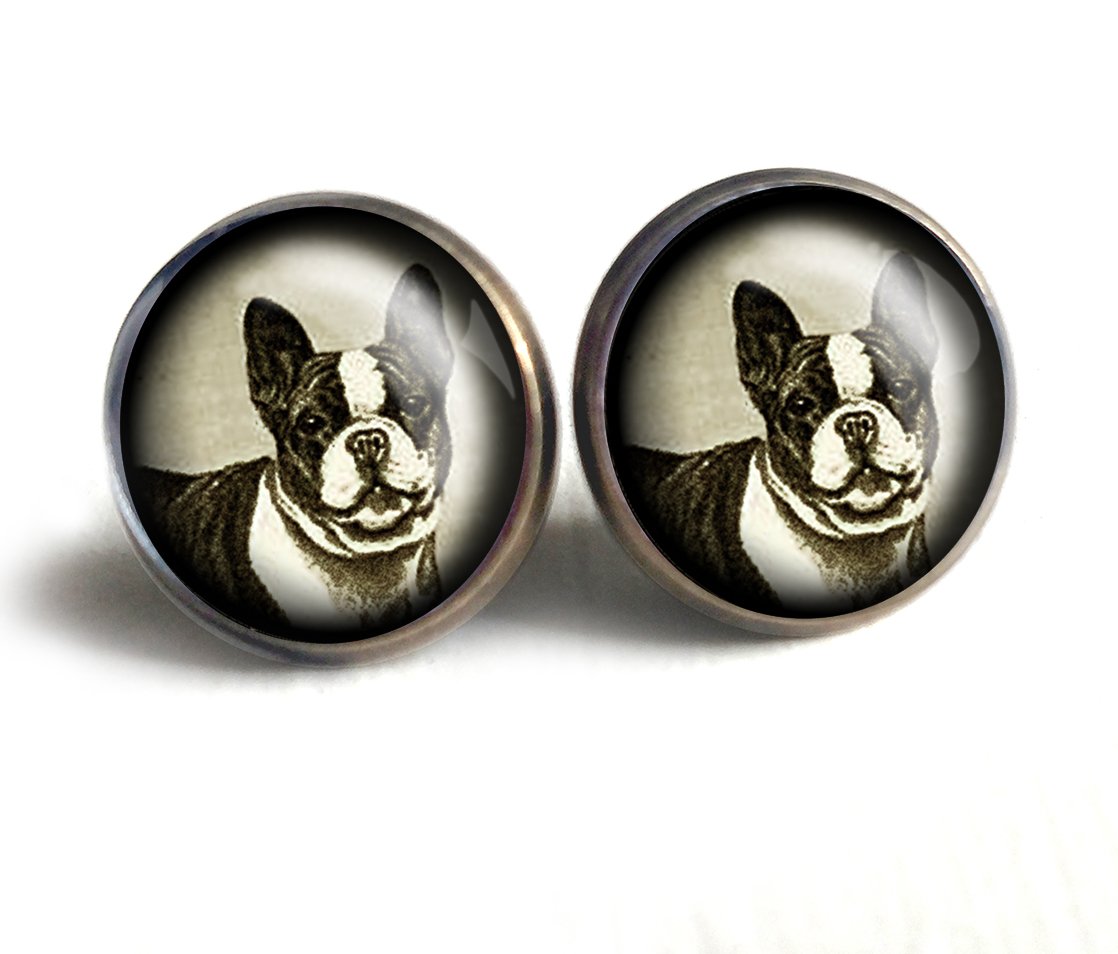 blumoon boston terriers