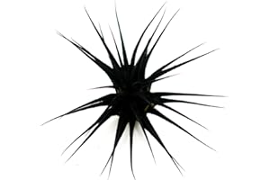Dyed Tillandsia Ionantha Guatemala Enhanced Colored Colorful Air Plant Live Easy Care Indoor Outdoor Home Decor Gift Airplant by Awesome Industries Live Arrival Guaranteed (Black)
