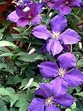 Clematis Jackmanii Vine - Velvety-Purple - 2.5 Pot by Hirts: Vines & Groundcovers; Clematis
