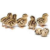 Daily Bread Homestead Coturnix Quail Fertile Hatching Eggs - 12ct + Extras