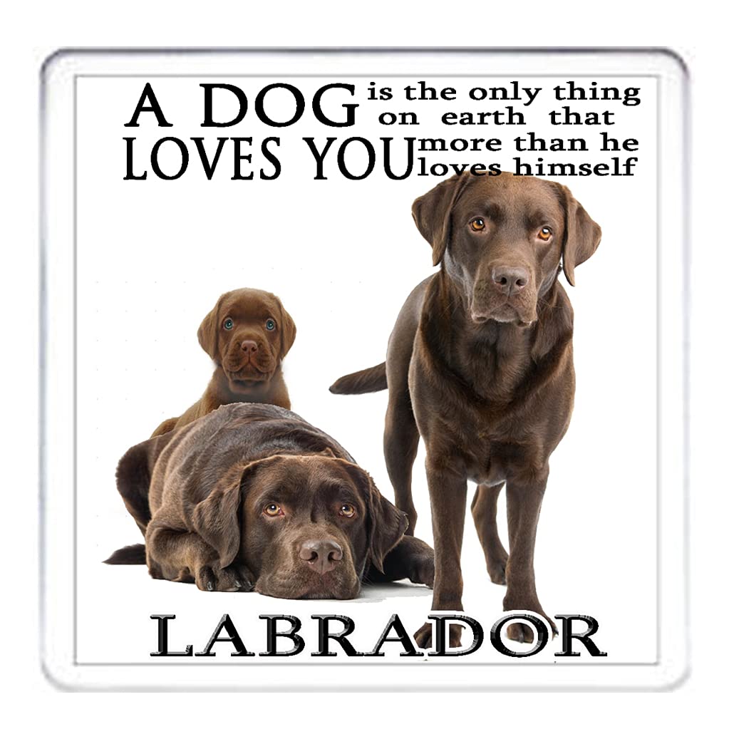 CHOCOLATE LABRADOR COASTER mug mat drinks drip mat table protector. Matching CHOCOLATE LABRADOR gifts available. 10cm x 10cm acrylic.