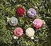 Ema Jane - Vintage Baby Hair Bow Clip Sets (Vintage Roses (Classy))