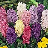 Hyacinth Mix - 12 Bulbs - Beautiful Colors! - 15/16 cm Bulbs