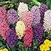 Hyacinth Mix - 12 Bulbs - Beautiful Colors! - 15/16 cm Bulbs