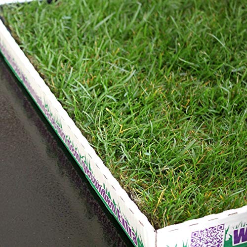 MIAU Katzengras Doppelpack KatzeHundTier Shop