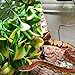 SLSON Reptile Plants Hanging Terrarium Plants with Suction Cup for Bearded Dragons,Lizards,Geckos,Snake Pets and Hermit Crab Tank Habitat Decorations,Small Size,12 inch