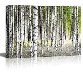 BRAND_NAMEBirch Trees in Bright Sunshine in Late Summer...