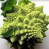 Broccoli Romanesco 50 Seeds per Packet - Rare & Unique