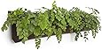 Amazon.com : Living Wall Planter INDOOR/OUTDOOR USE w/Reservoir (Color