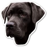 Magnet America (Black) Labrador Retriever Dog Magnet is 4.75" x 4.875" Made for Vehicles and Refrigerators