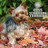 Yorkshire Terriers American Kennel Club 2015 Wall Calendar