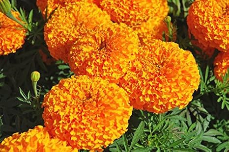 Super Agri Green Marigold Commercial 1000 Gm Seeds For Cut Flower Cultivation Semi Tall Seeds Pack 1 Kg Amazon In Garden Outdoors