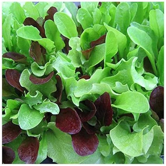 Vegetable Seeds Lettuce Seeds Organic 12000 Seeds Minimum