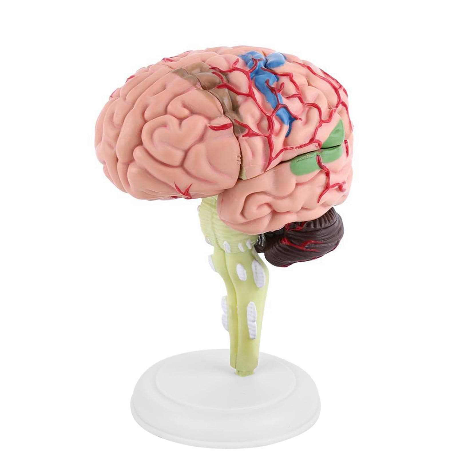 1pc Brain Model Learning Disassembled Anatomical Model Human Brain Model 10 x 8 x 6cm Medical Teaching Tool Toy