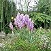500 Pcs New Rare Purple Pampas Grass Seeds Ornamental Plant Flowers Grass Seeds