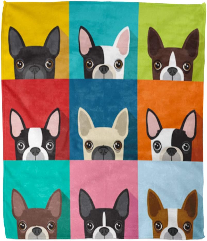 boston terrier flat