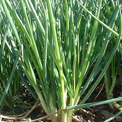 Afco 100Pcs Organic Shallot Green Onion Vegetable Seasoning Seeds Garden Bonsai Plant Wonderful Gardening Gifts