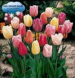 Pre-chilled Mixed Triumph Tulips (25 Bulbs)