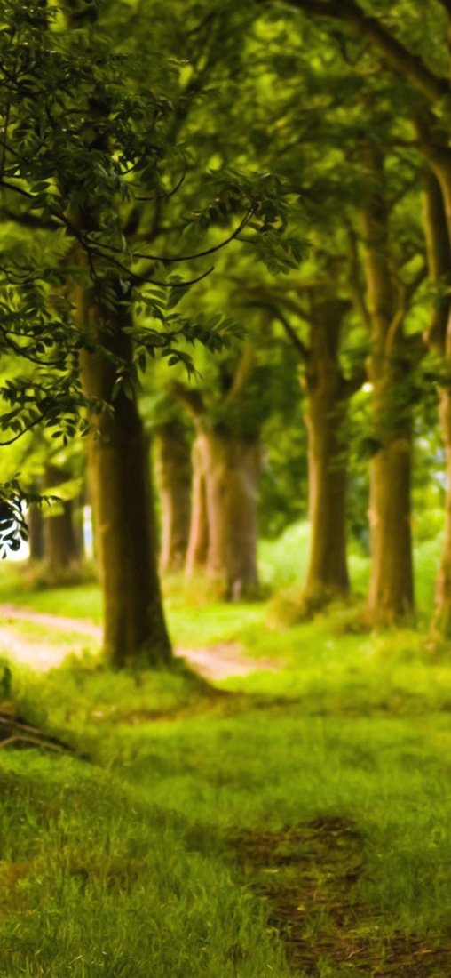 PeelitStickit, Beautiful Nature Wall Murals, ID-1050, vinyl