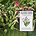 All Good Things Organic Seeds Smoking Tobacco Seeds (~350): Certified Organic, Farm Original Variety Non-GMO, Heirloom Seeds from the United States