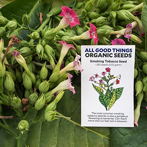 Smoking Tobacco Seeds (~350) by All Good Things Organic Seeds: Certified Organic, Non-GMO, Heirloom, Open Pollinated Seeds from the United States Smoking Tobacco Seeds (~350) by All Good Things Organic Seeds: Certified Organic, Non-GMO, Heirloom, Open Pollinated Seeds from the United States