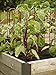 Gardener's Supply Company Pepper and Eggplant Garden Stakes | Upright Metal Vegetable Plant Supports | Sturdy V -Shape Stackable Ladder Trellis | 6