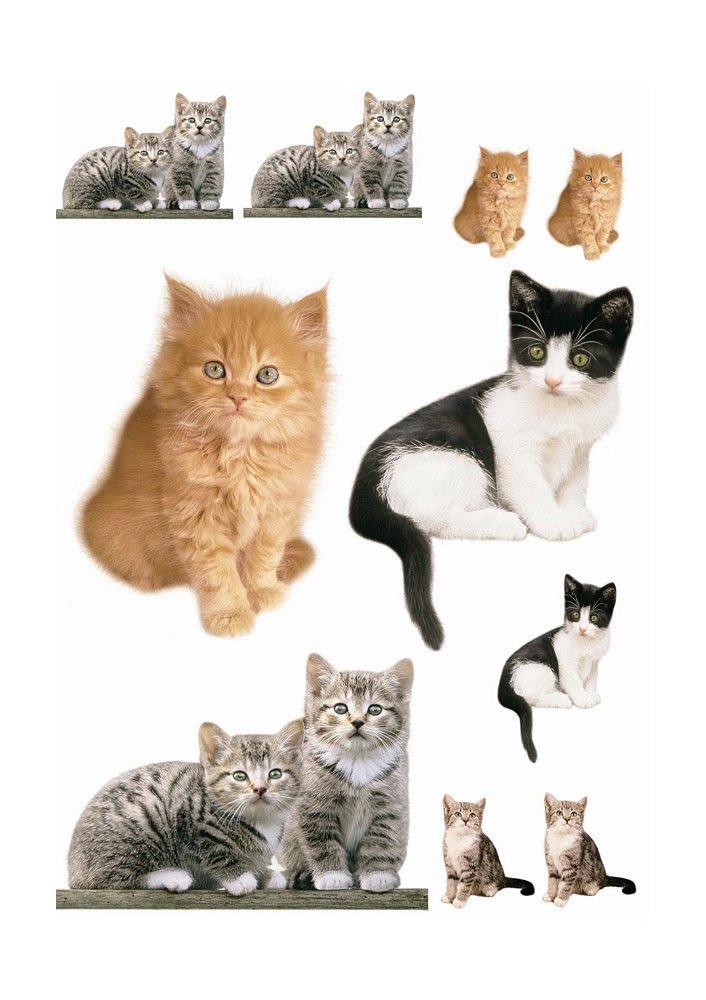 Komar Decorative Sticker Kitty, 50 x 70 cm, Wall Sticker, Wall Sticker, Wall Sticker, Wall Sticker, Cats, House Cats, Animals, Baby, 17010h