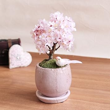 Amazon 桜の花ギフト 盆栽 はんなり桜 イイハナ ドットコム