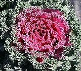 Nagoya Flowering Rose Kale 25 Seeds - Biennial