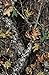 Springs Creative 44-Inch Wide Cotton Cut Fabric, 2-Yard, Mossy Oak Camouflage Brown