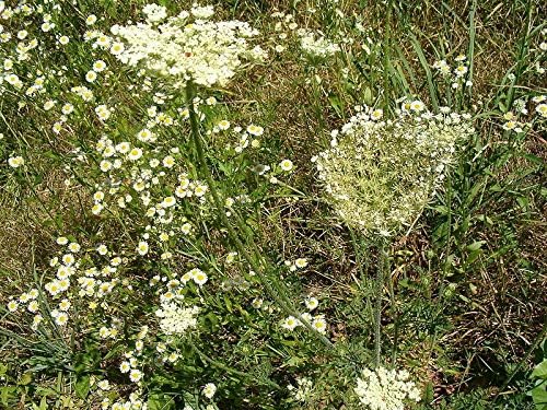 HONIC 300 Seeds Lemongrass/Verbena INDIES/Grass Plant Aromatic