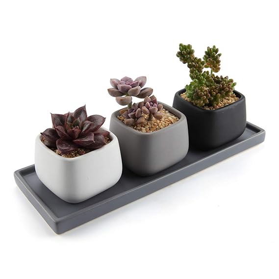T4U 7CM Keramik Modern Mini Quadrat Design Sukkulenten Töpfe Kaktus Pflanze Töpfe Mini Blumentöpfe - 3 Farben Set, mit Rechte