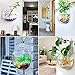 Bellagione Wall Hanging Fish Bowl Fish Tank Water Plant Vase Mini Bubble Aquarium for Home Decoration