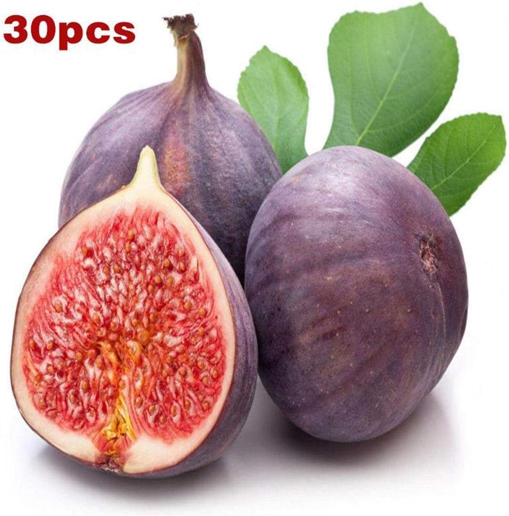 Xixou 50pcs/ Bag Fig Tree Seeds Home Garden Courtyard Fruit Tree Plants Fruits