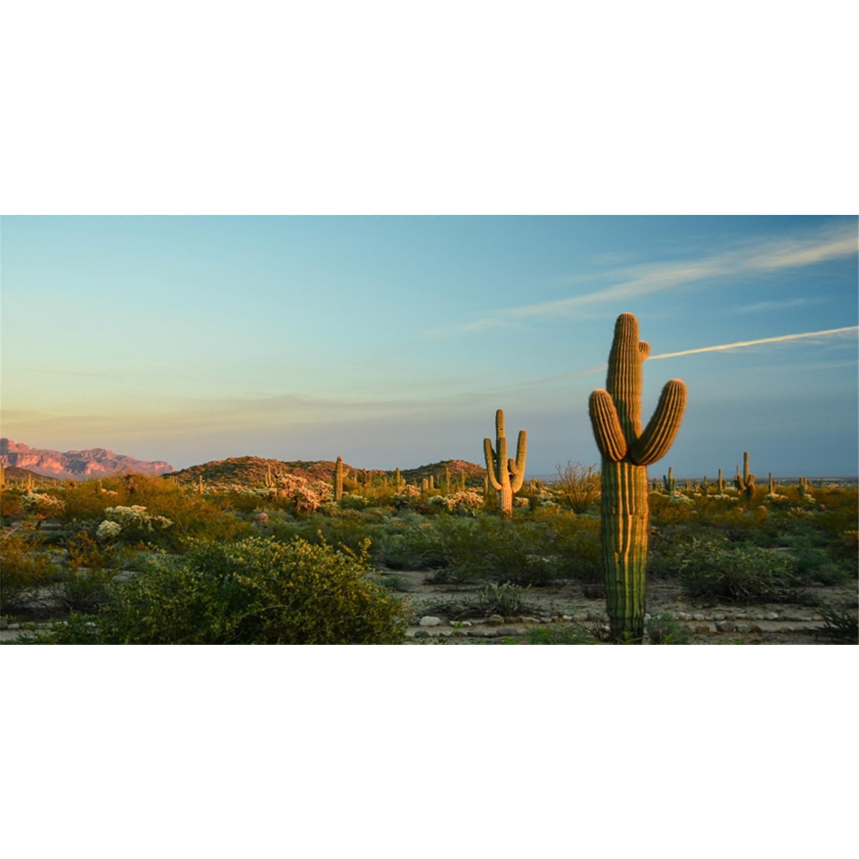 MIRRORANG 61x41cm Terrarium Background Blue Sky Desert Oasis Cactus Reptile Habitat Background Durable Vinyl Background