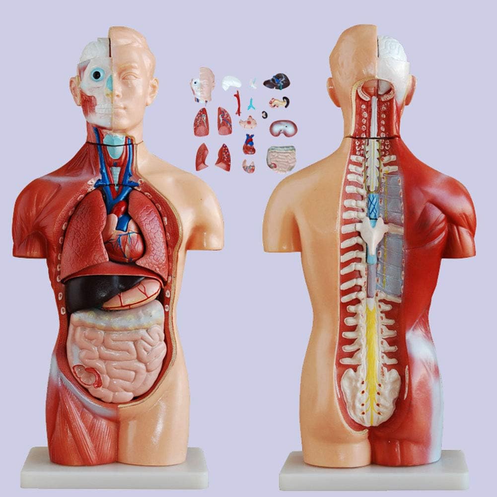 Human Torso Anatomical Model 45cm Asexual Human Torso Body Anatomy Model Detachable18 Parts Torso Model With Open Back Exposes Muscular Layers For Medical Teaching Amazon Co Uk Kitchen Home