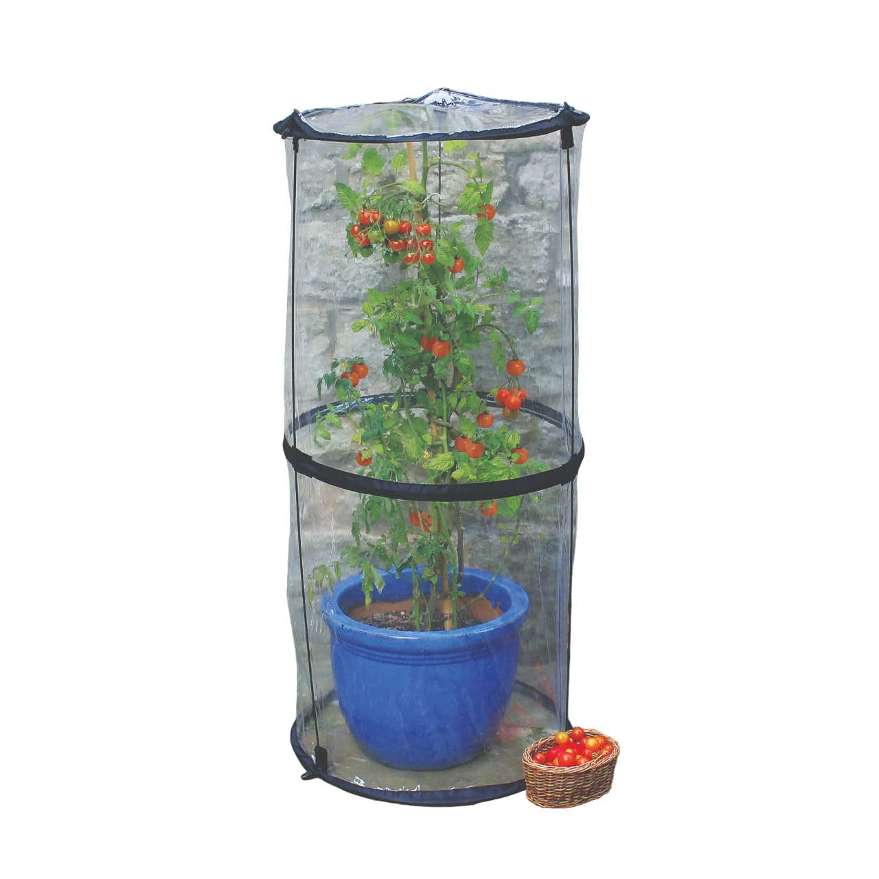 Haxnicks Pop-Up Tomato Cloche | Tomato Plant Protection Against Blight Slugs Harsh Weather | Transparent, 50 x 50 x 110 cm | Cloche010101