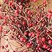 Everton Red Berry Wreath 24 Inch -Gorgeous Winter Front Door Wreath Design Will Embellish Decor, Beautiful White Gift Box Included