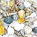CYS EXCEL Approx 100 sea Shells, Sized at 0.75” to 2”, Mixed Beach Seashells, Arious Sizes Natural Seashells for Fish Tank, Vase Filler Sea Shells, Home Decorations, Wedding Décor