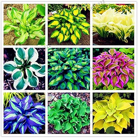 Amazon Co Jp 0脚 パックギボウシの種子多年生植物オオバコ美しいユリの花白いレースホム ホーム キッチン