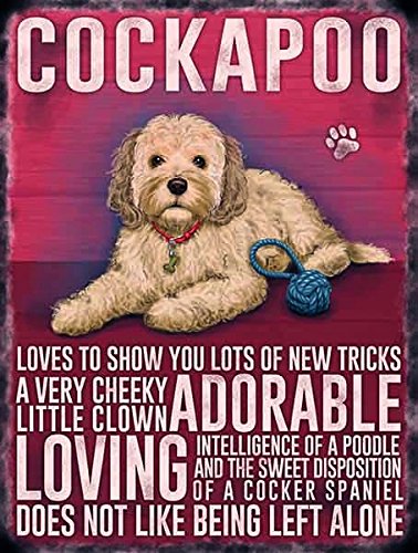 Cream Cockapoo Dog Metal Wall Sign - Adorable, Loving, Cheeky.