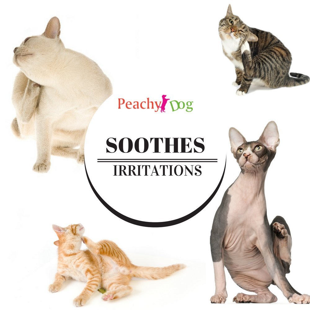 CatFresh Oatmeal Skin & Coat Spray Cleanses & Detangles, Soothes Irritations that Cause Excessive Licking, Chewing & Scratching, Moisturizes & Rejuvenates Skin, Neutralizes Odors & Removes Dander: Beauty